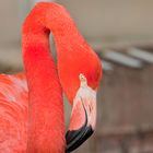 Flamingo ZOO OS 2013