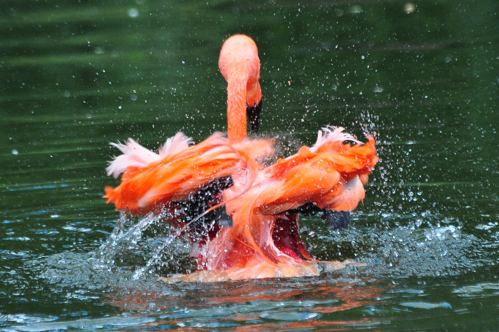 Flamingo zum Thementag Tierisch gut 