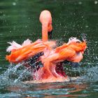 Flamingo zum Thementag Tierisch gut 