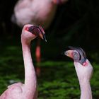 Flamingo-Zwist