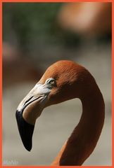 Flamingo_01