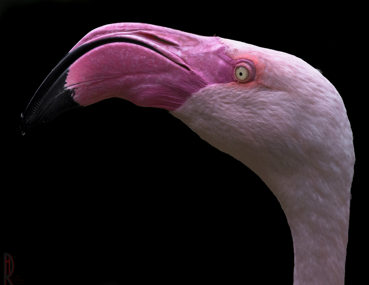 Flamingo1