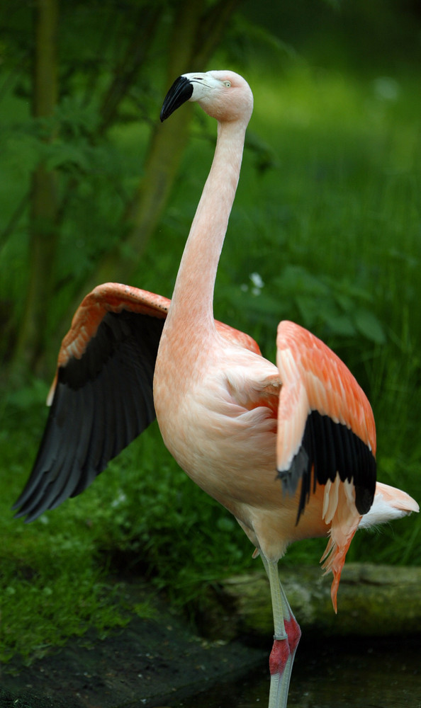 Flamingo_2