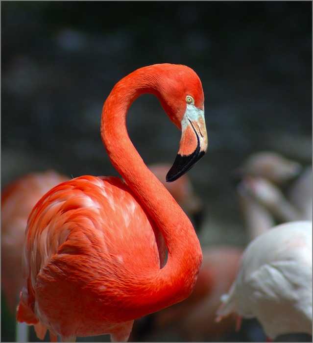 Flamingo_3