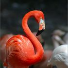 Flamingo_3