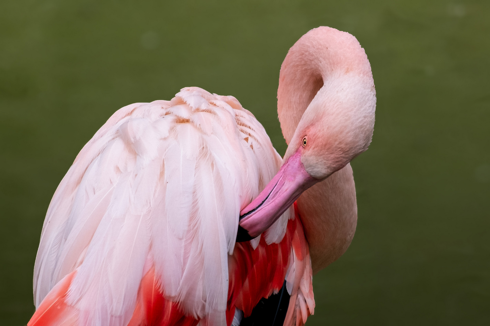 Flamingo_92027