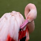 Flamingo_92027