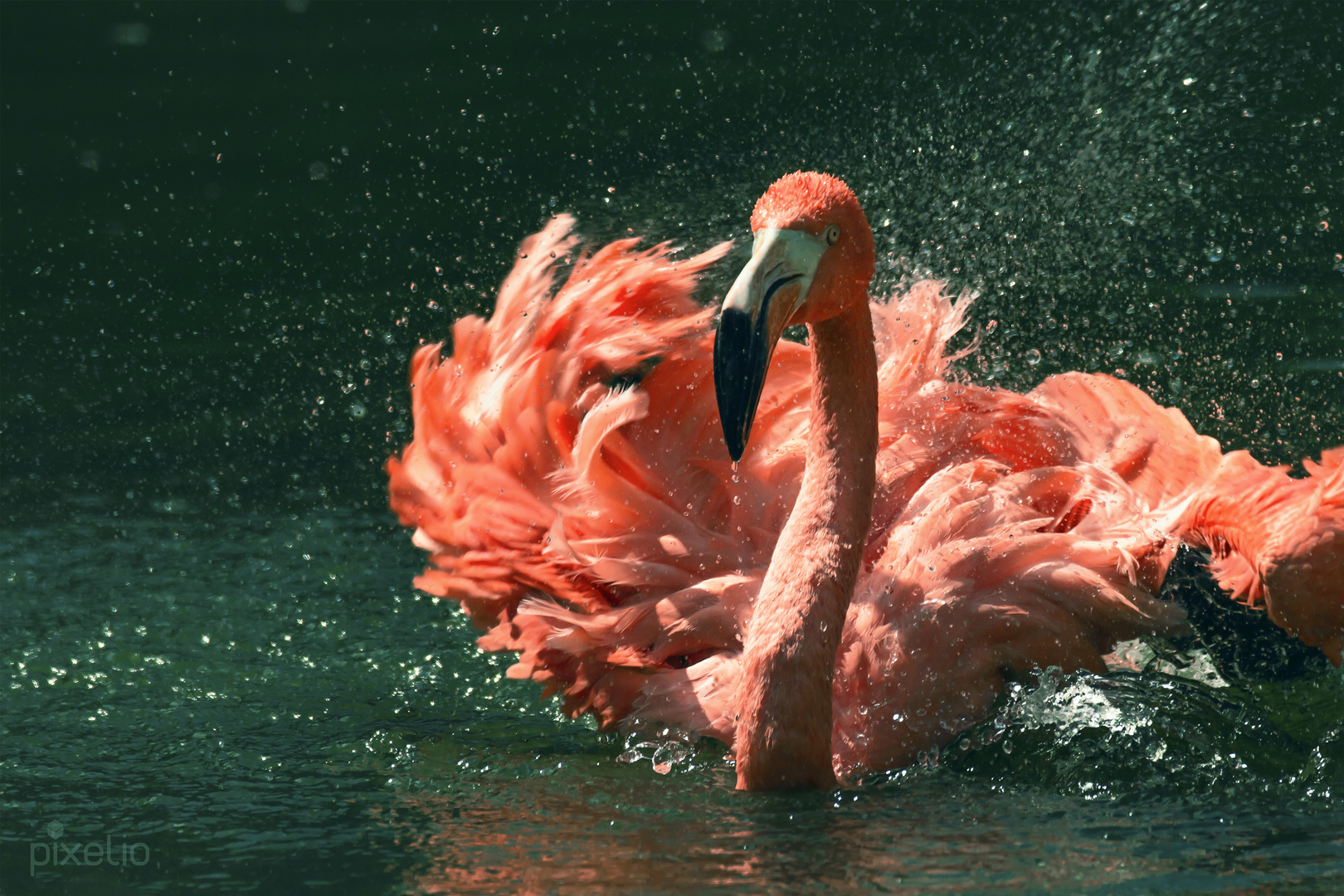 Flamingoaction