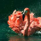 Flamingoaction