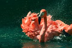 Flamingoaction