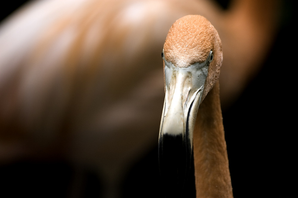 Flamingoblick