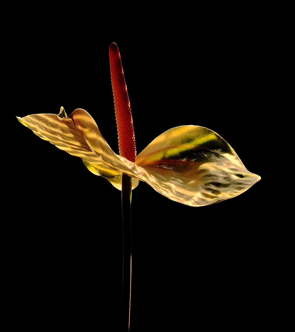 Flamingoblüte im Licht