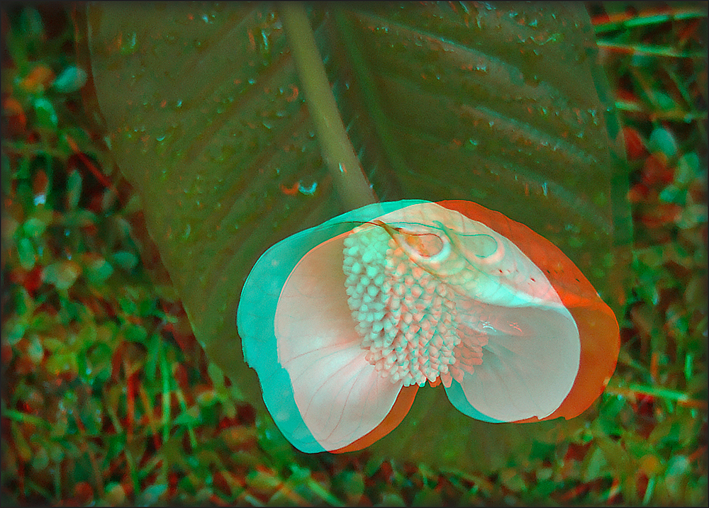 Flamingoblume (3D)