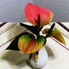 Flamingoblume (Anthurium)