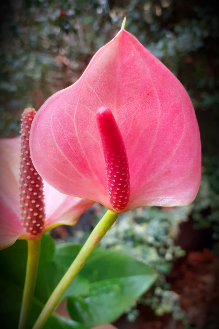                                                             "Flamingoblume Anthurium"