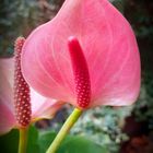                                                             "Flamingoblume Anthurium"