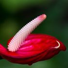 Flamingoblume (Anthurium)