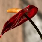 Flamingoblume (Anthurium)