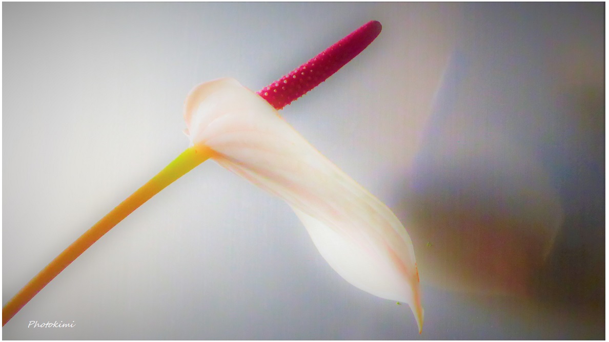 Flamingoblume (II)