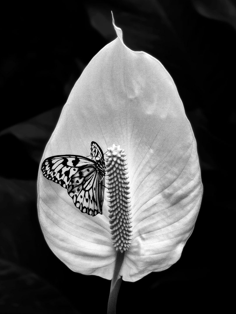 flamingoblume-mit-schmetterling