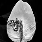 flamingoblume-mit-schmetterling