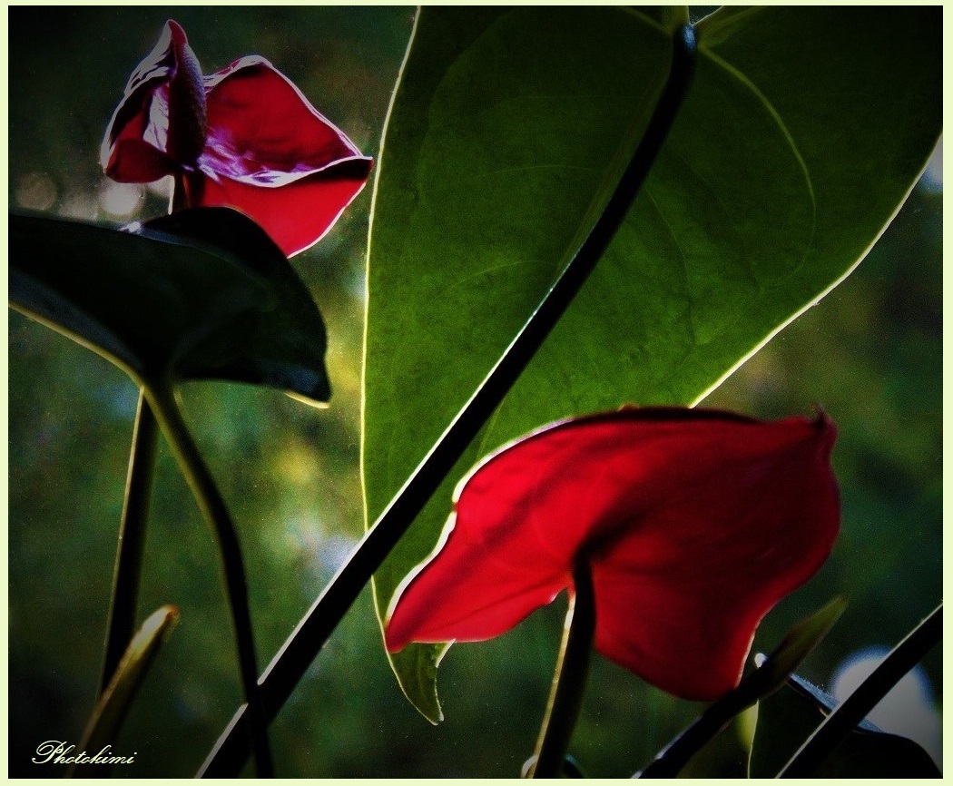 Flamingoblumen (Anthurium)