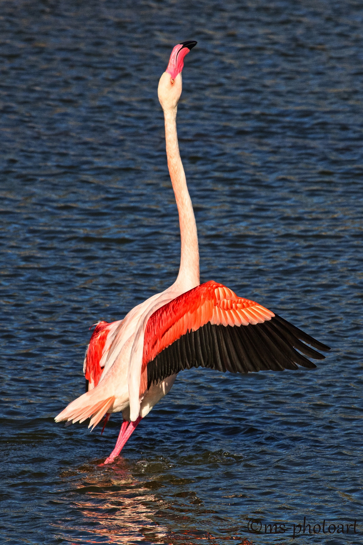 Flamingodance