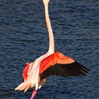 Flamingodance