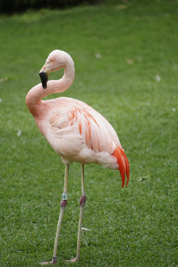 Flamingo_DSC5374