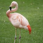 Flamingo_DSC5374