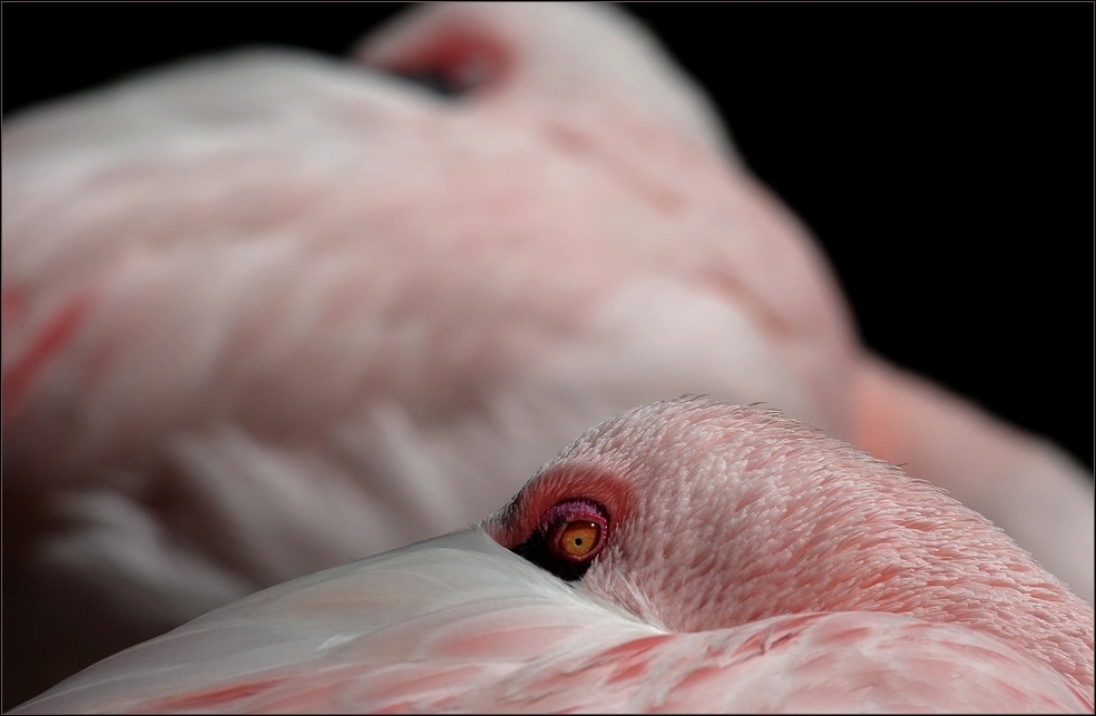 Flamingoduett