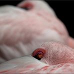 Flamingoduett