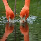 Flamingoduo