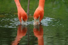 Flamingoduo