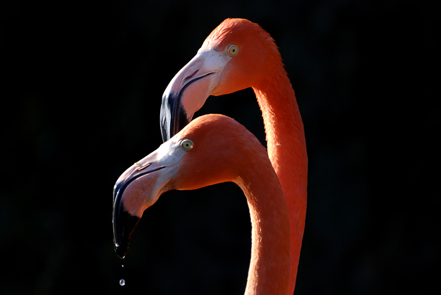 Flamingoduo im Tiergarten Schönbrunn