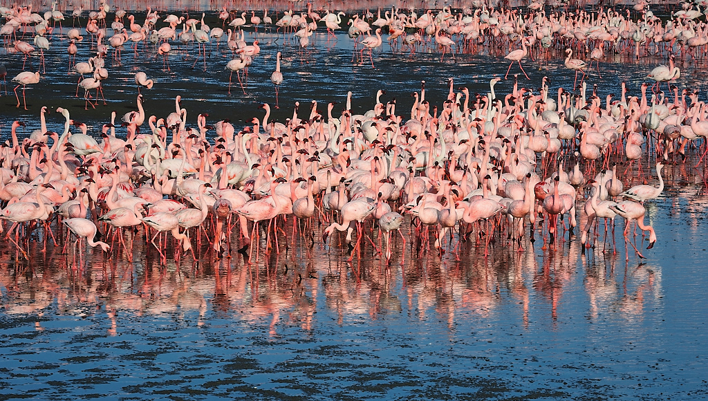 Flamingoes at the Walvis Bay Lagune