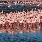 Flamingoes at the Walvis Bay Lagune