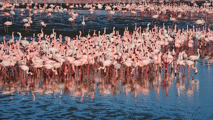 Flamingoes at the Walvis Bay Lagune