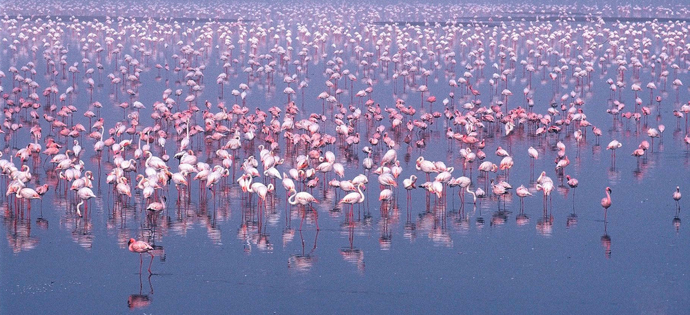 Flamingoes