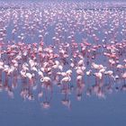 Flamingoes