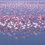 Flamingoes