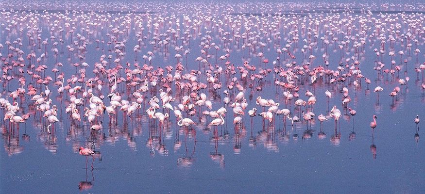 Flamingoes