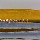 Flamingoes Namibia