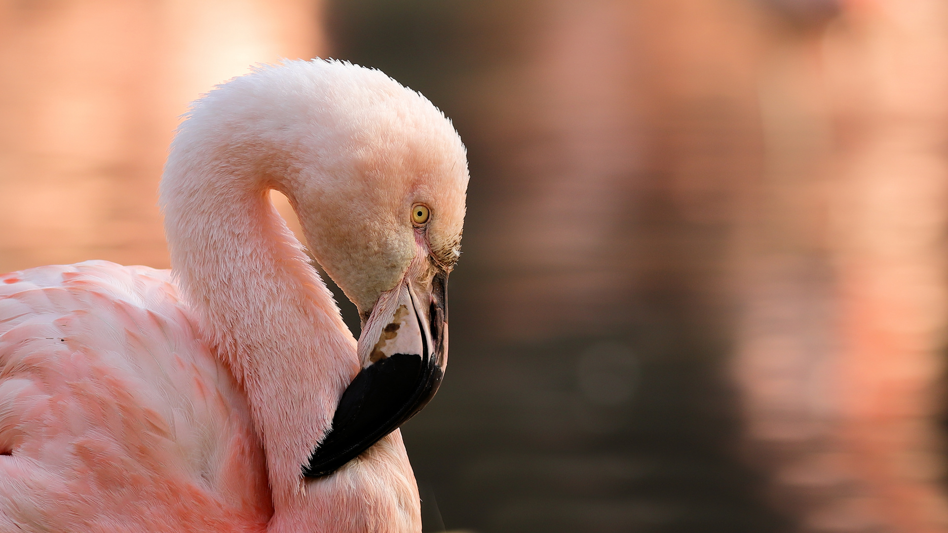 Flamingofarben