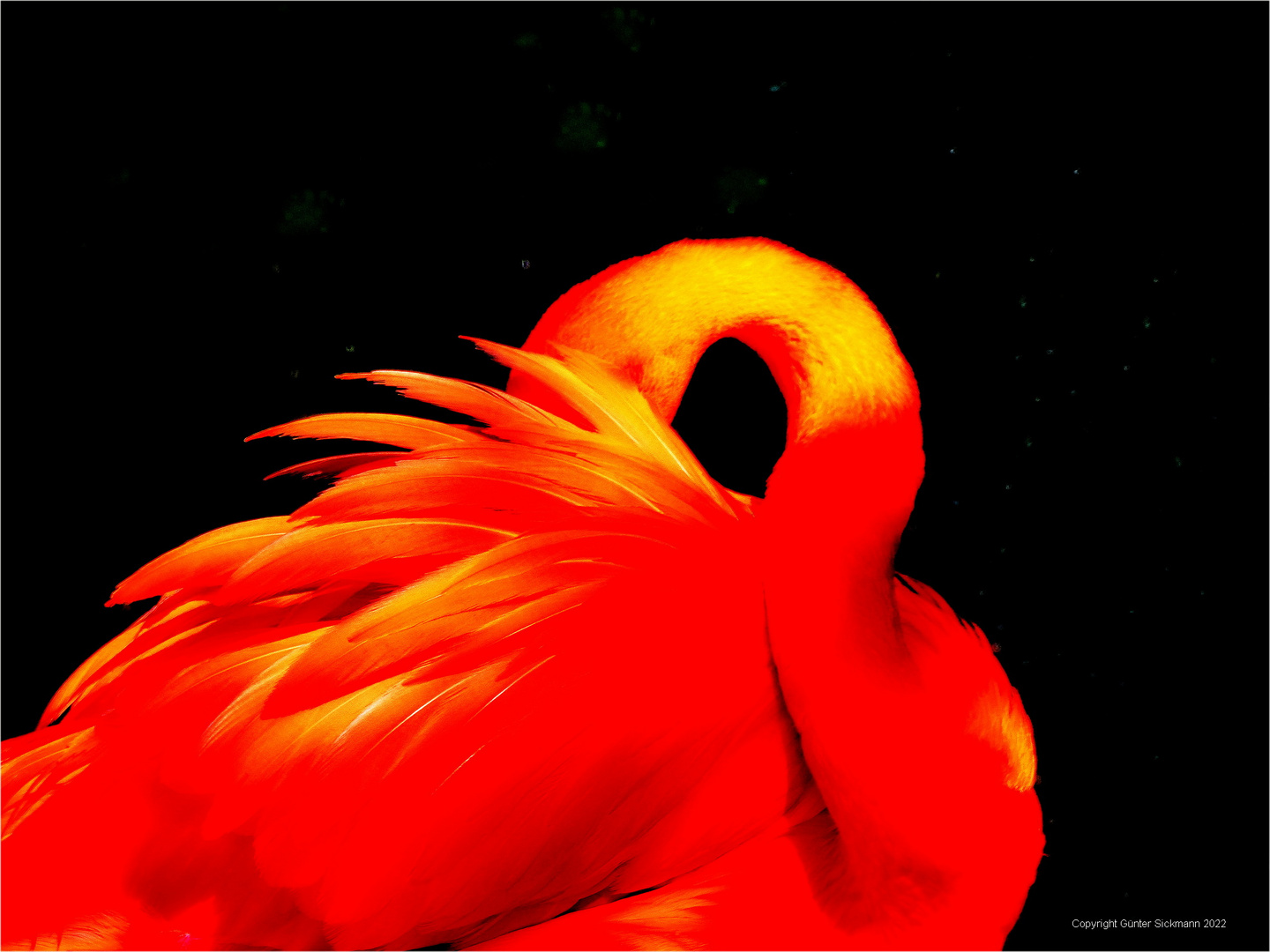 Flamingofeuer.