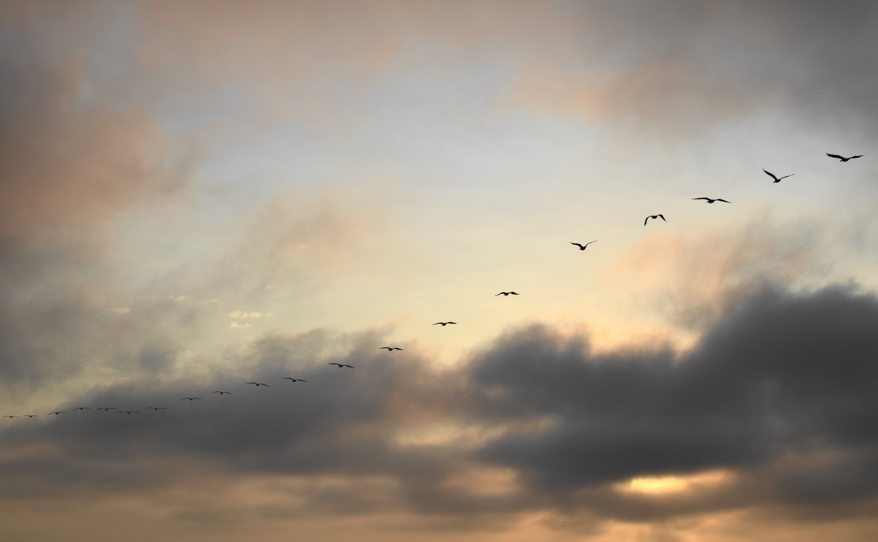 Flamingoflug in den Abend