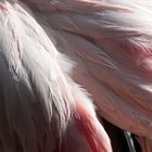 Flamingogefieder