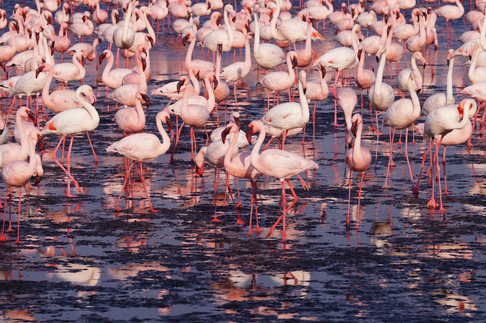 Flamingogeschnatter