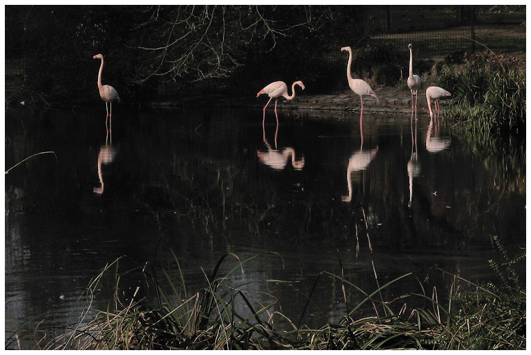 flamingografie