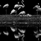 Flamingogruppe